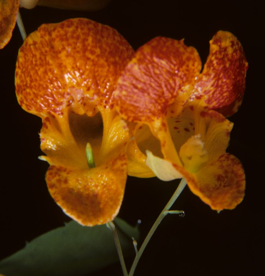 Balsaminaceae Impatiens capensis