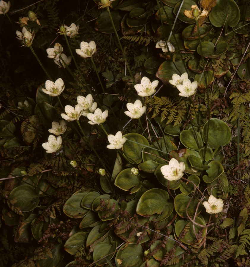 Celastraceae Parnassia caroliniana