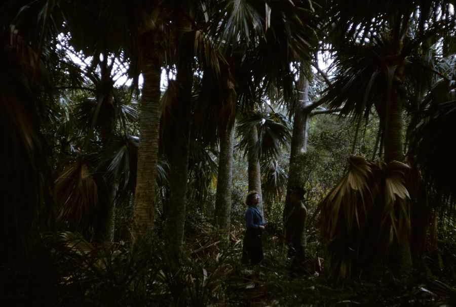 Arecaceae Sabal bermudana