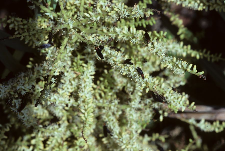 Arecaceae Serenoa repens