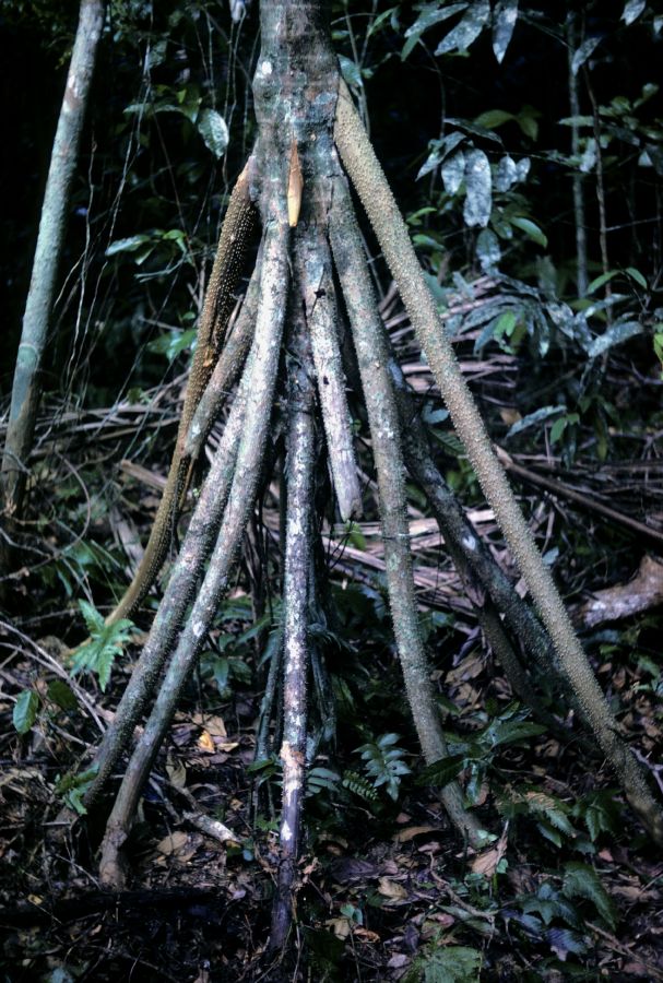 Arecaceae Socratea durissima