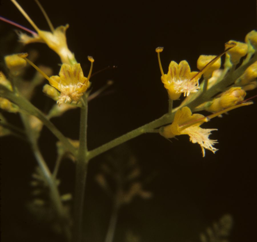 Lamiaceae Collinsonia canadensis