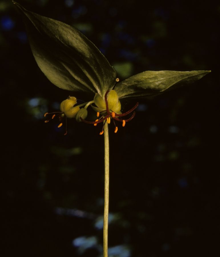 Liliaceae Medeola virginiana