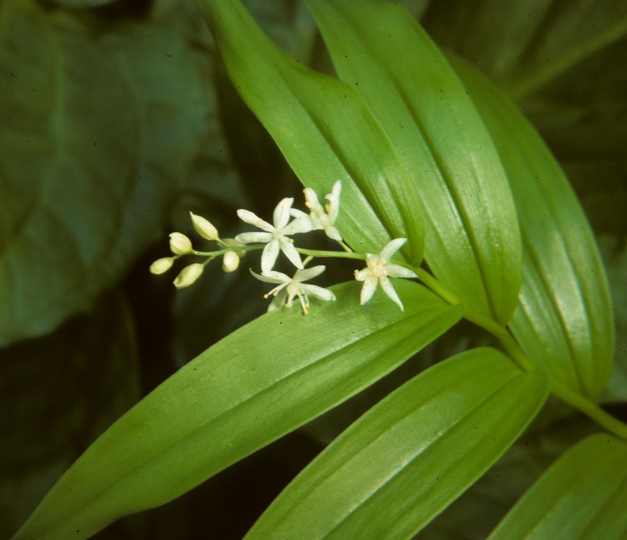Asparagaceae Maianthemum stellata