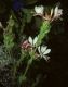 image of Oenothera biennis