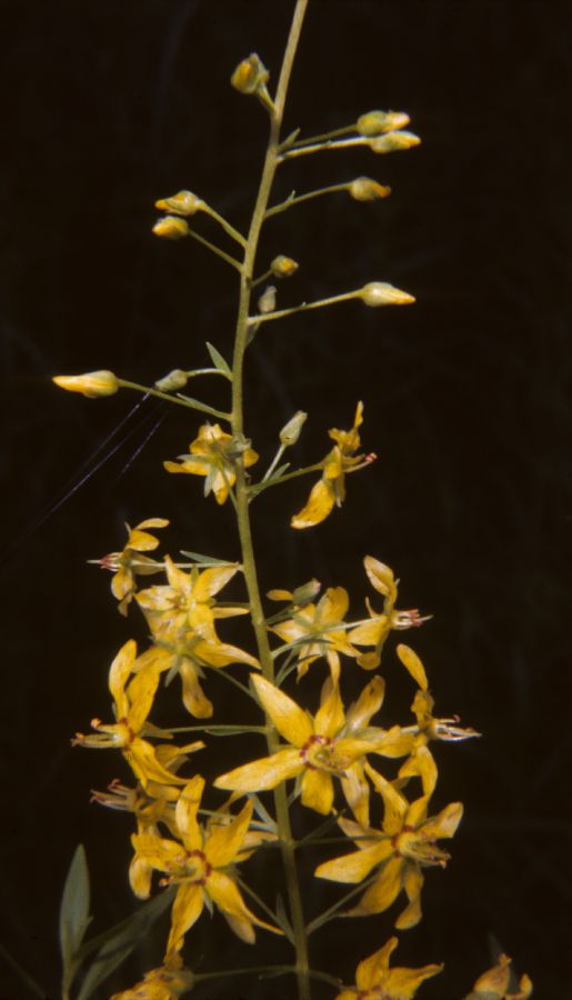 Primulaceae Lysimachia terrestris