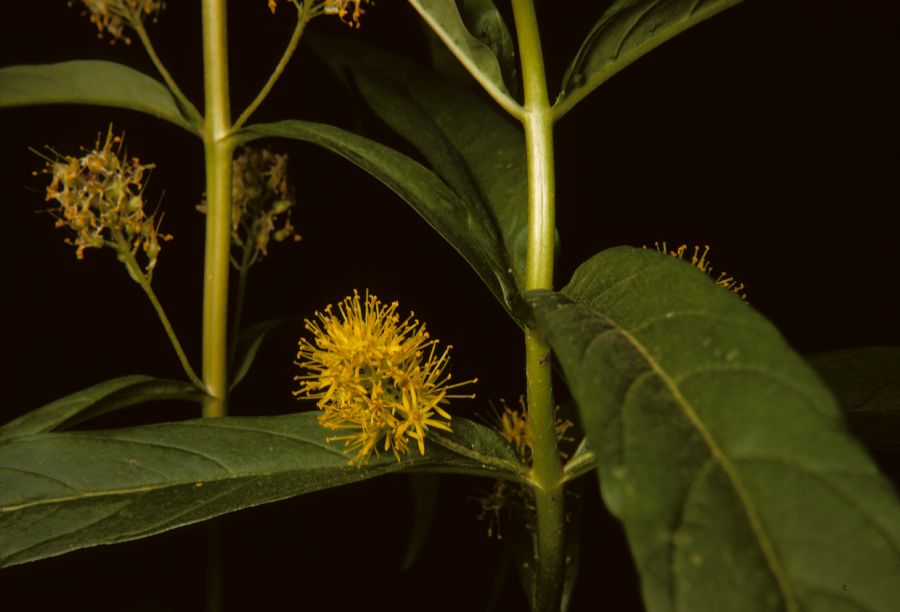 Primulaceae Lysimachia thyrsiflora