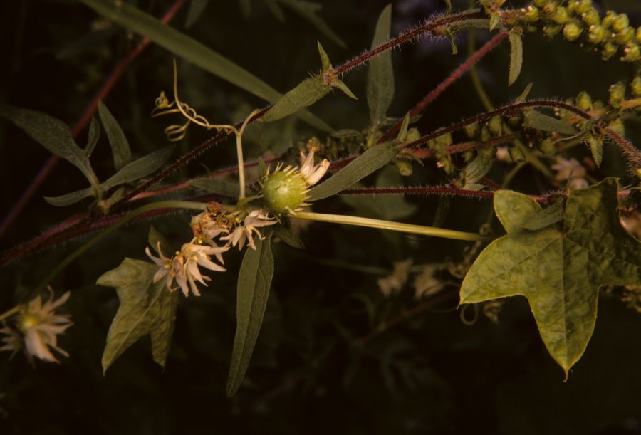 Cucurbitaceae Echinocystis lobata