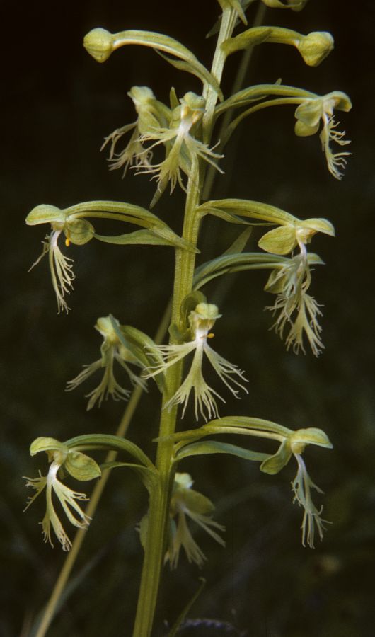 Orchidaceae Platanthera blephariglottis
