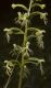 image of Platanthera blephariglottis