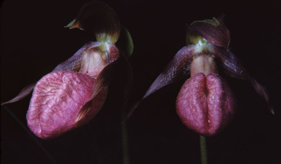 Orchidaceae Cypripedium acaule