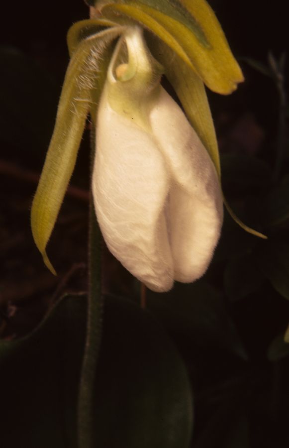 Orchidaceae Cypripedium acaule