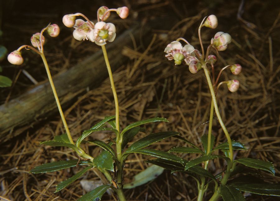 Ericaceae Chimaphila umbellata