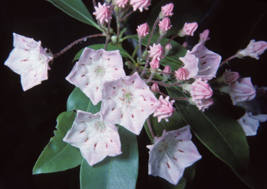 Ericaceae Kalmia latifolia
