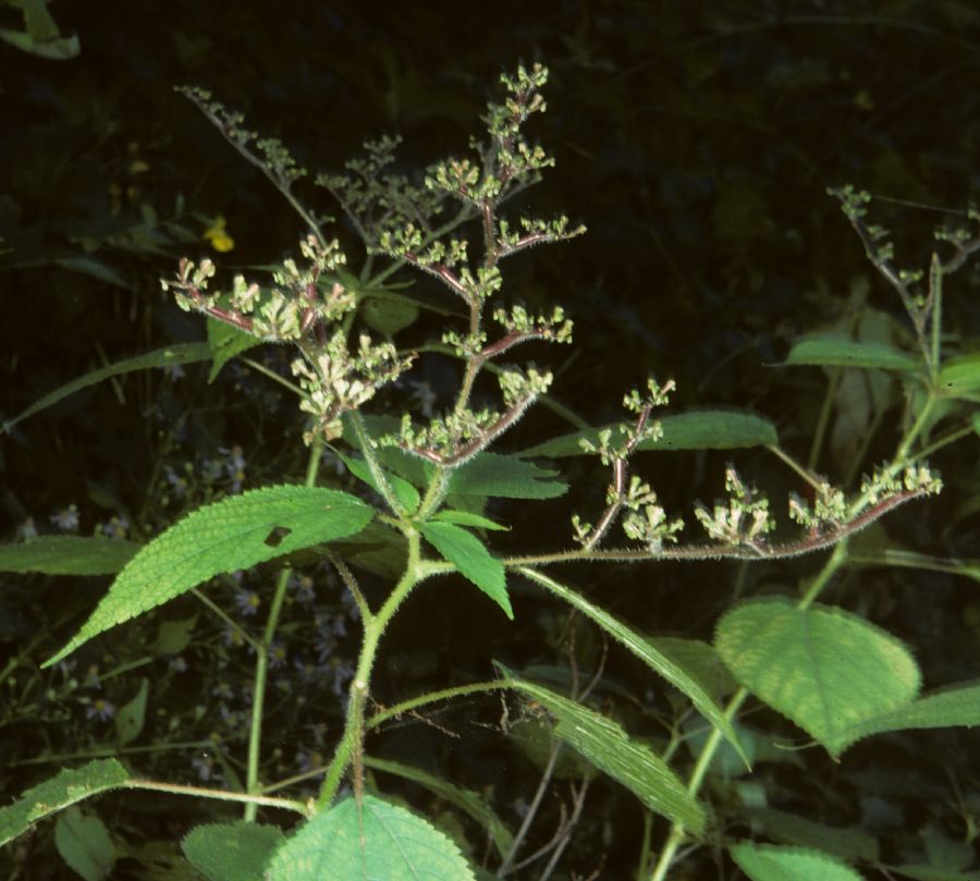 Urticaceae Laportea canadensis
