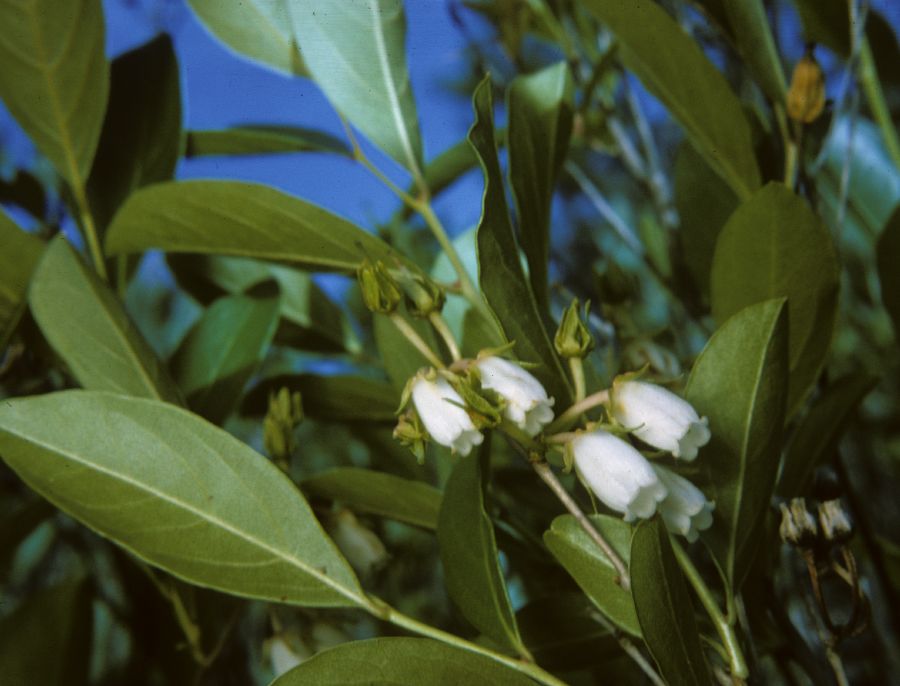 Ericaceae Lyonia mariana
