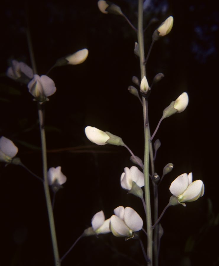 Fabaceae Baptisia 