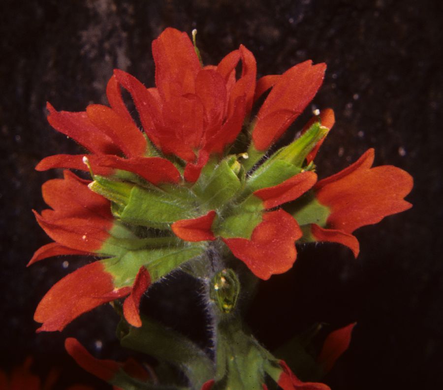 Orobanchaceae Castilleja coccinea