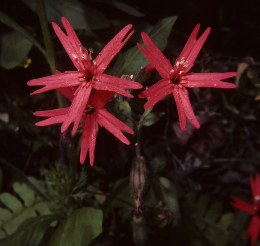 Caryophyllaceae Silene virginica