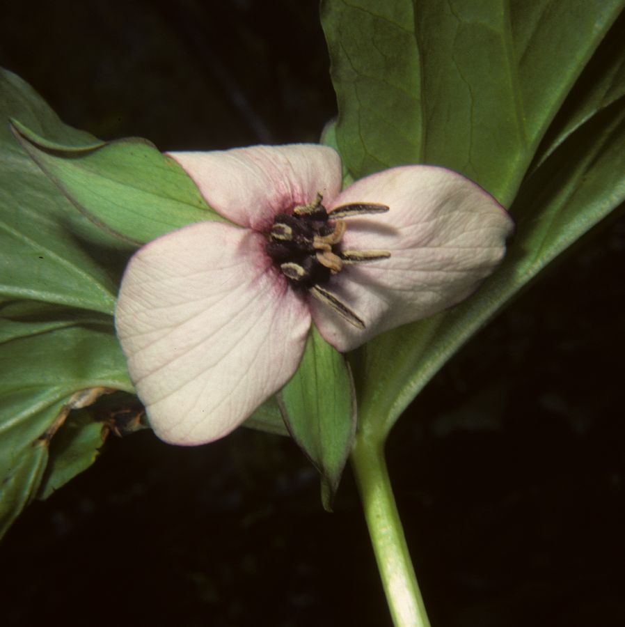 Melanthiaceae Trillium cernuum