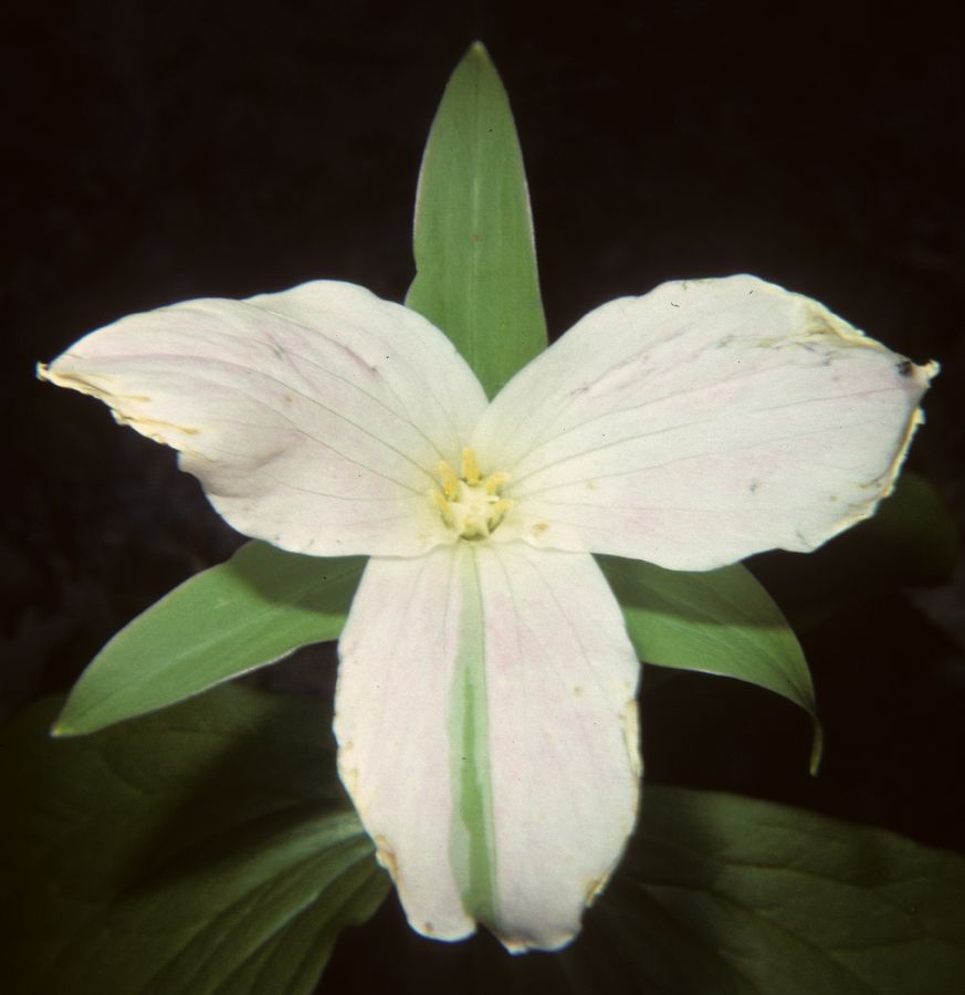 Melanthiaceae Trillium grandiflorum