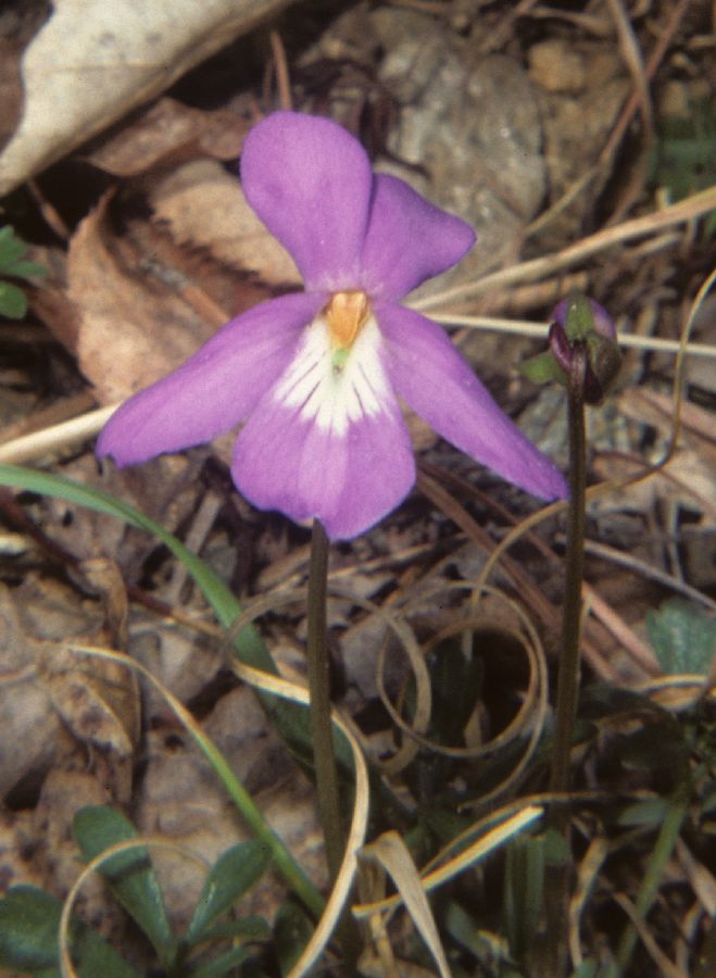 Violaceae Viola pedata