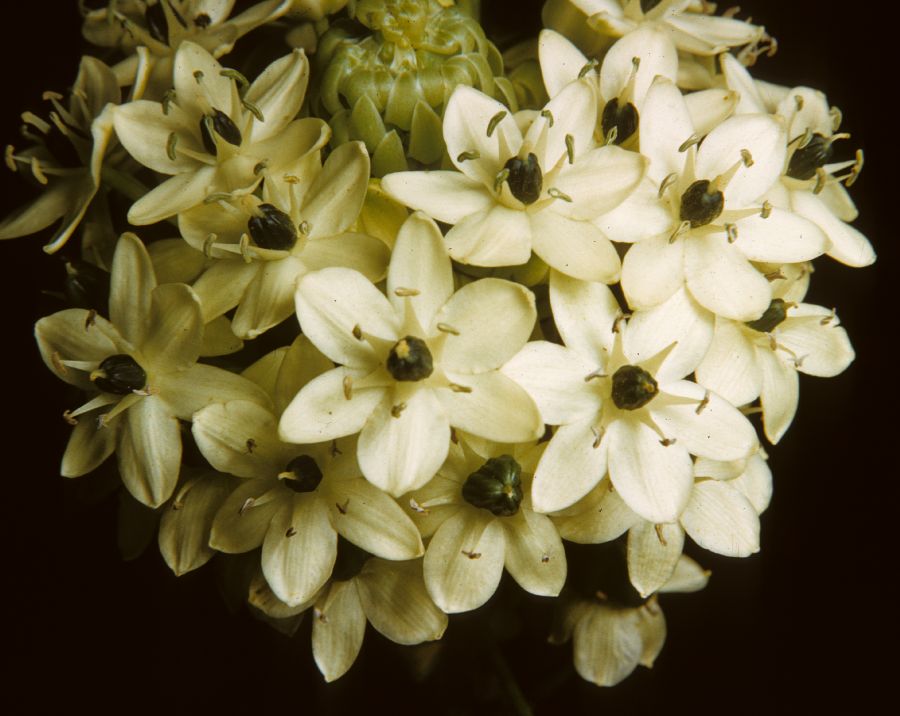 Colchicaceae Ornithoglossum saundersoniana