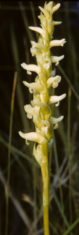 Orchidaceae Spiranthes gracilis