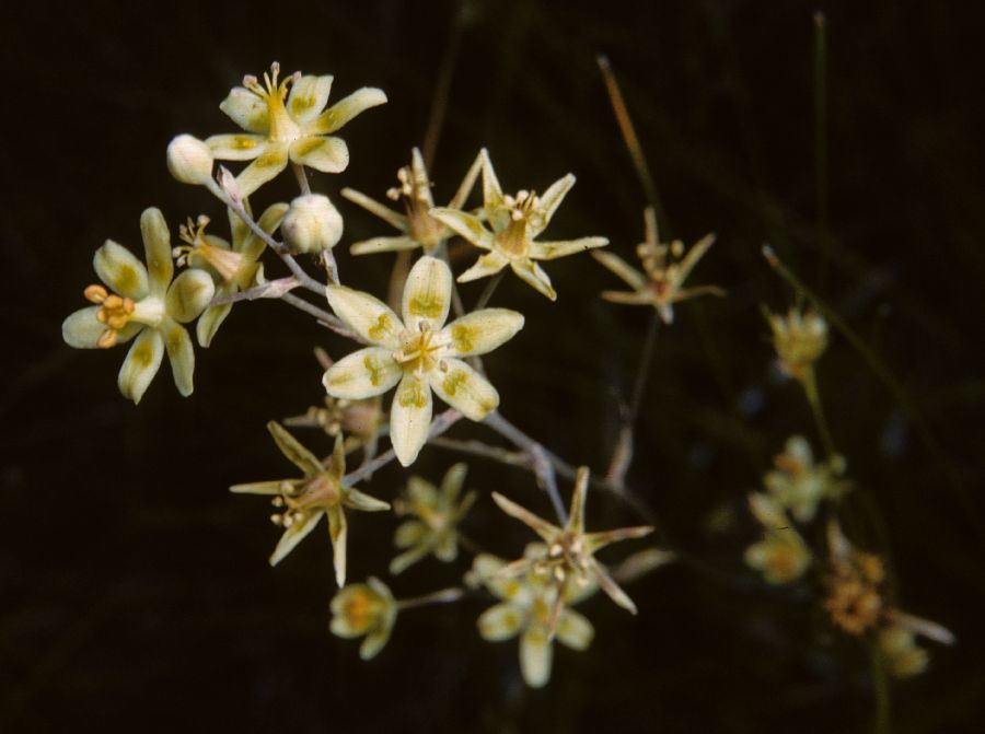 Melanthiaceae Zigadenus chloranthus