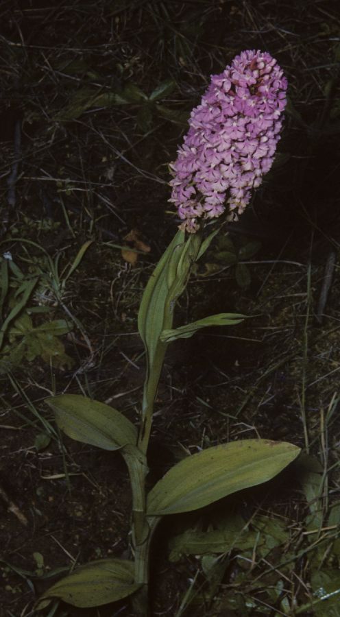 Orchidaceae Habenaria fimbriata