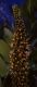 image of Amorpha fructicosa