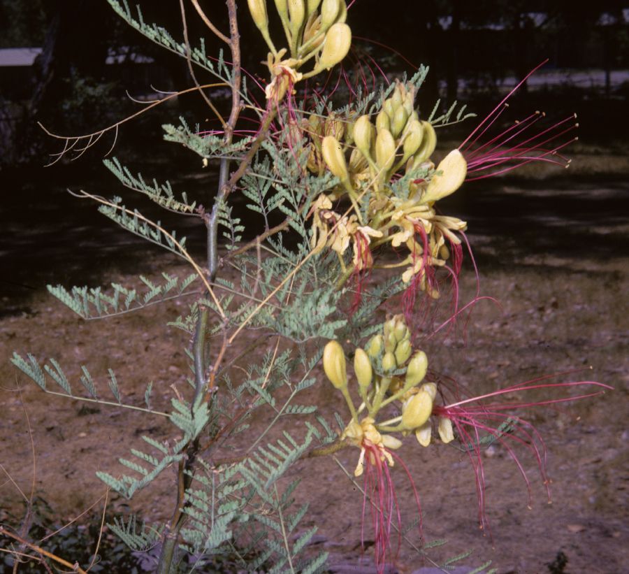 Fabaceae Caesalpinia gilliesii