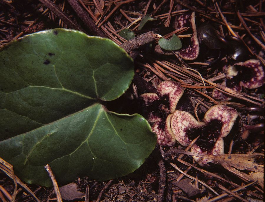 Aristolochiaceae Hexastylis arifolia