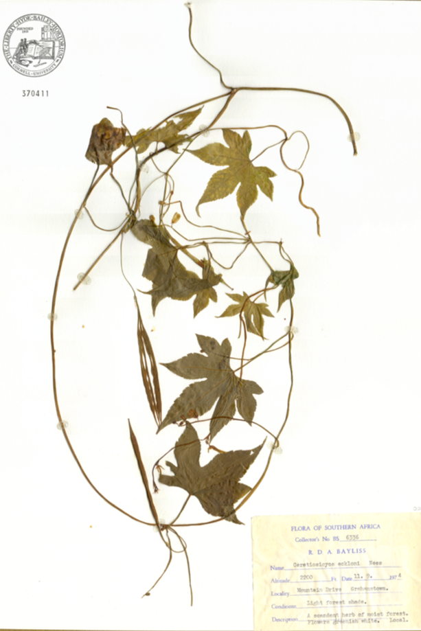 Achariaceae Ceratiosicyos eckloni