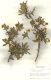 image of Crossosoma californicum