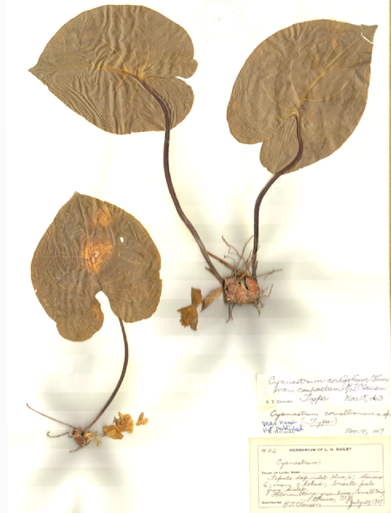 Tecophilaeaceae Cyanastrum cordifolium