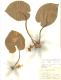 image of Cyanastrum cordifolium