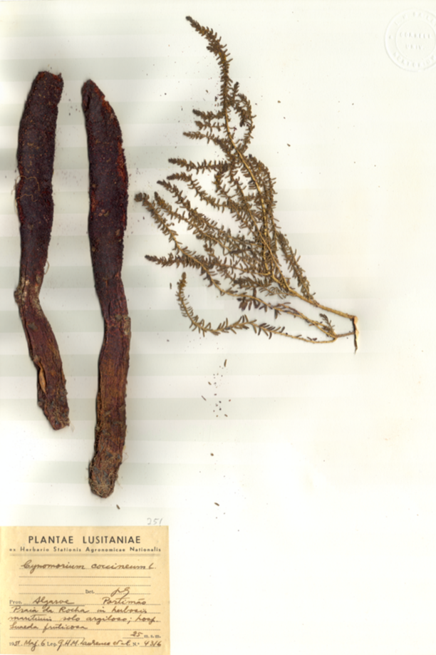 Cynomoriaceae Cynomorium coccineum