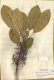 image of Daphniphyllum calycinum