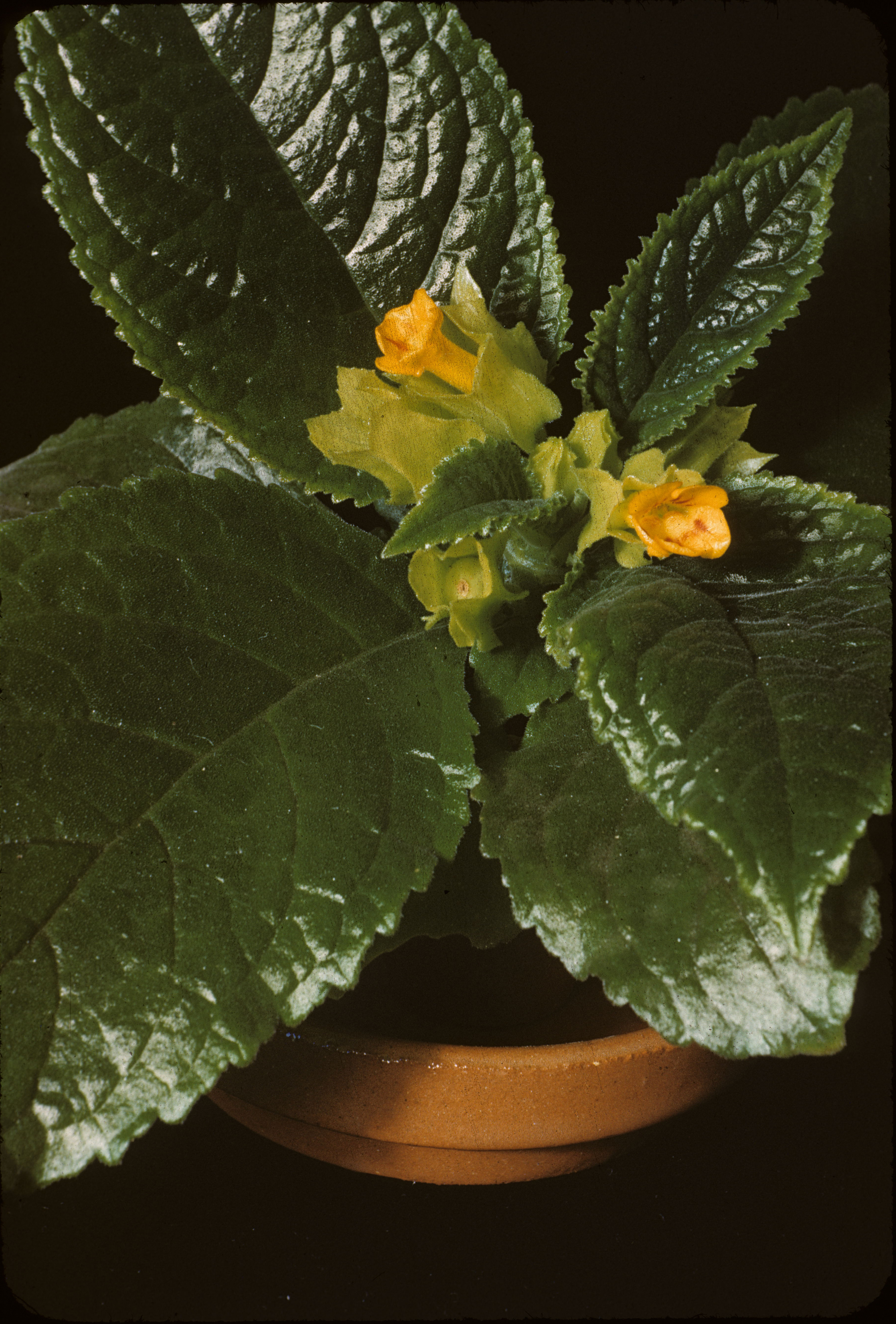 Gesneriaceae Chrysothemis friedrichsthaliana