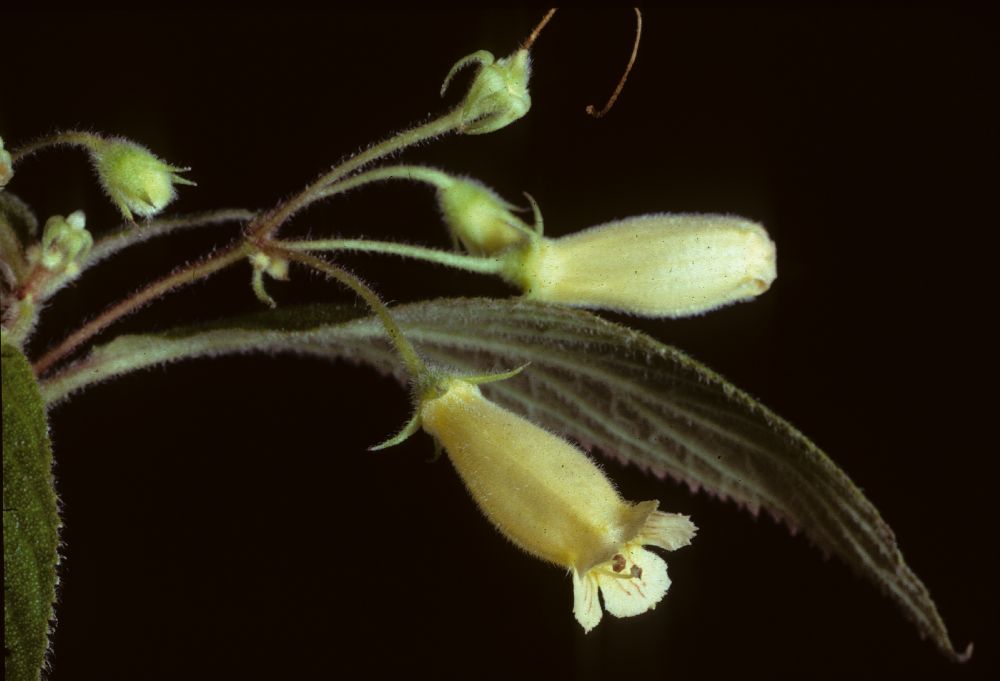 Gesneriaceae Moussonia hirsutissima