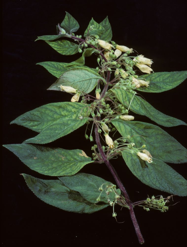 Gesneriaceae Moussonia hirsutissima