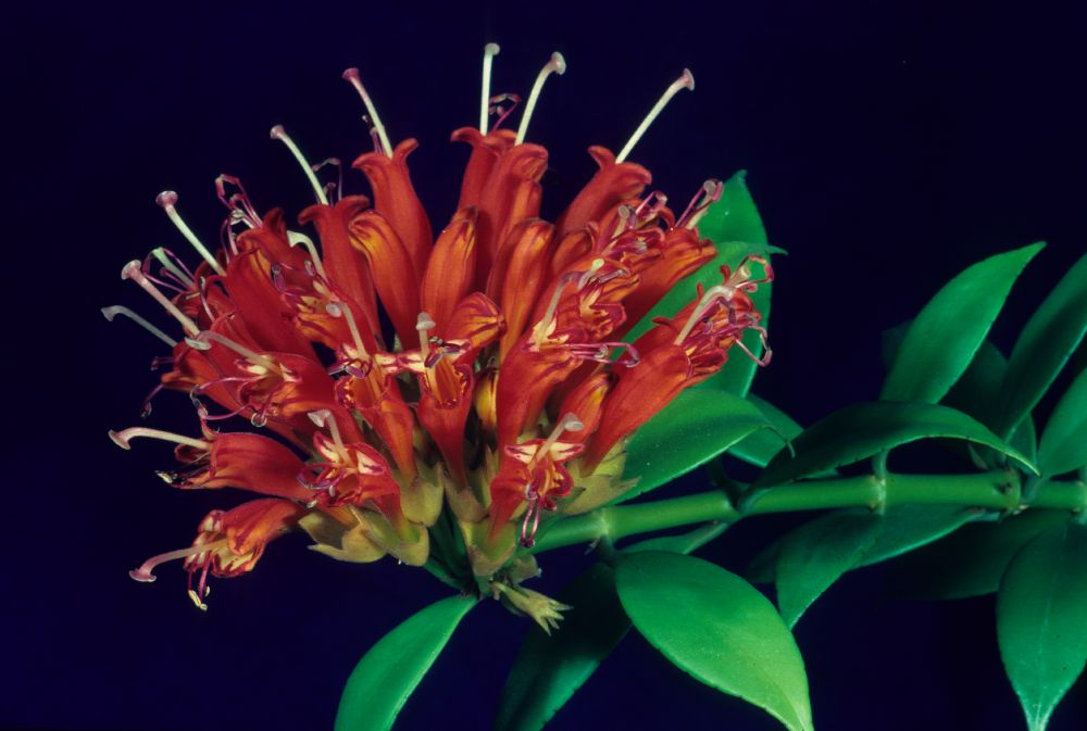 Gesneriaceae Aeschynanthus evrardii