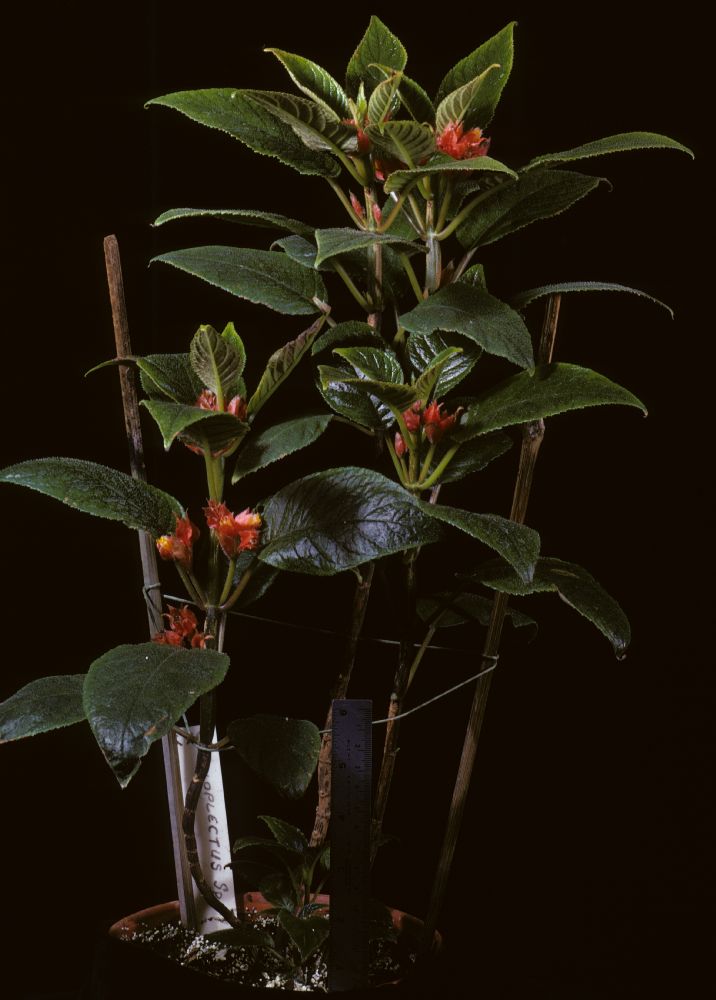 Gesneriaceae Alloplectus zamorensis