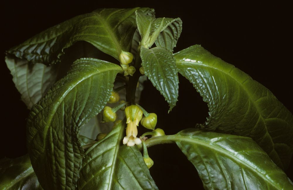Gesneriaceae Besleria lutea