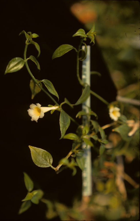 Gesneriaceae Codonanthe caribaea
