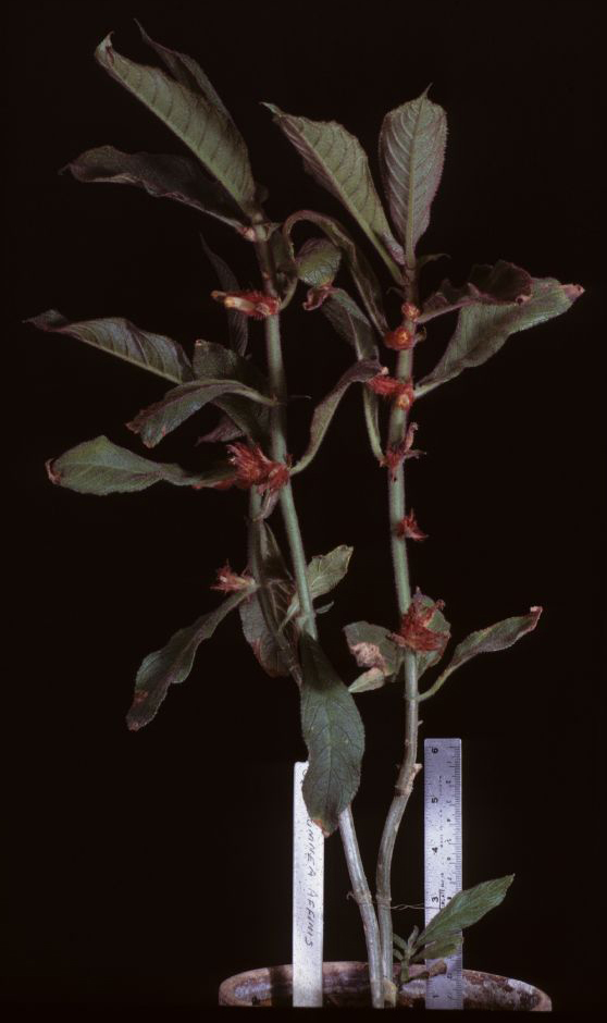 Gesneriaceae Columnea offinis