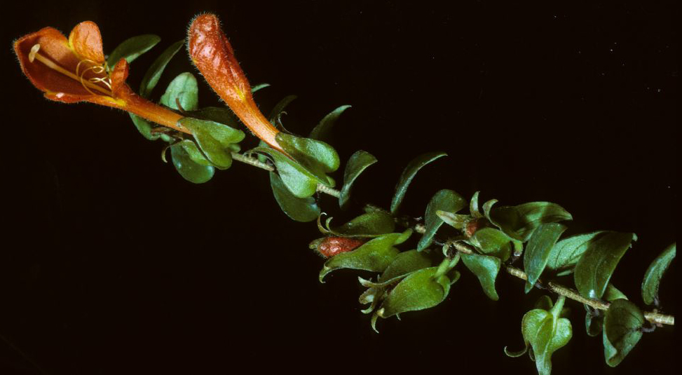 Gesneriaceae Columnea allenii