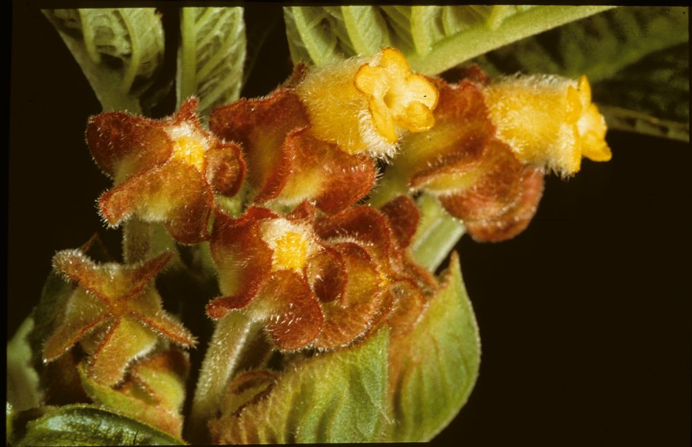 Gesneriaceae Corytoplectus speciosus