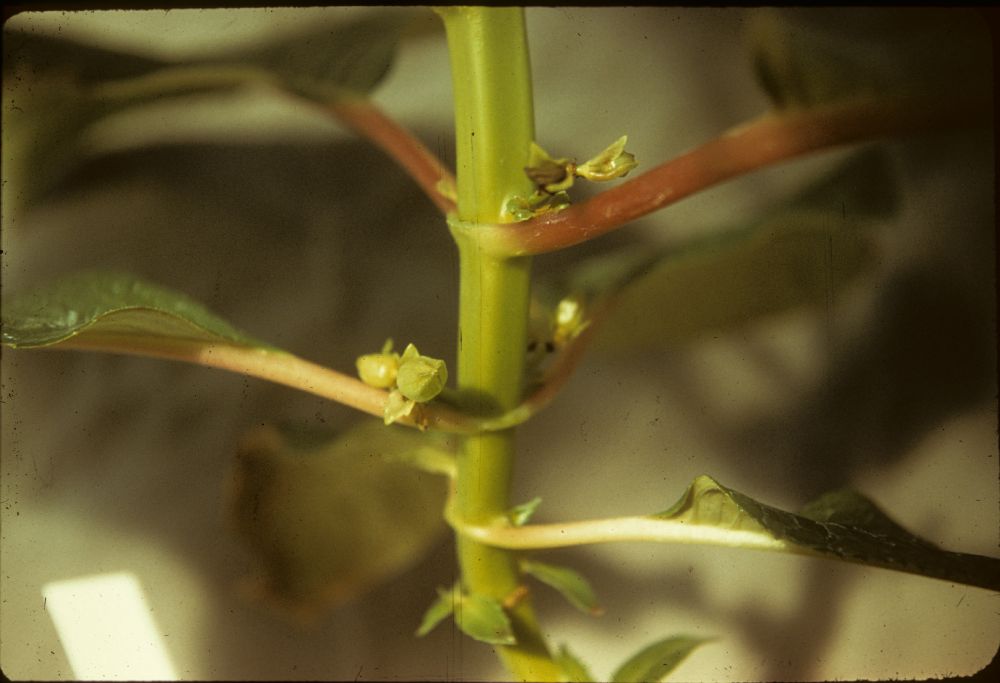 Gesneriaceae Cyrtandra coccinea